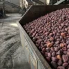 Галька малинова кварцитова 10-20 мм - фото виробництва та кар’єру